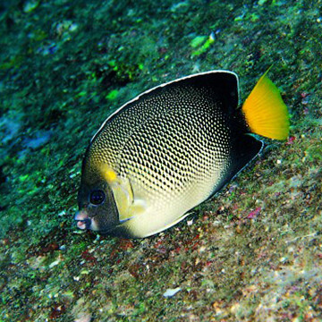 Apolemichthys Xanthurus : 10 cm